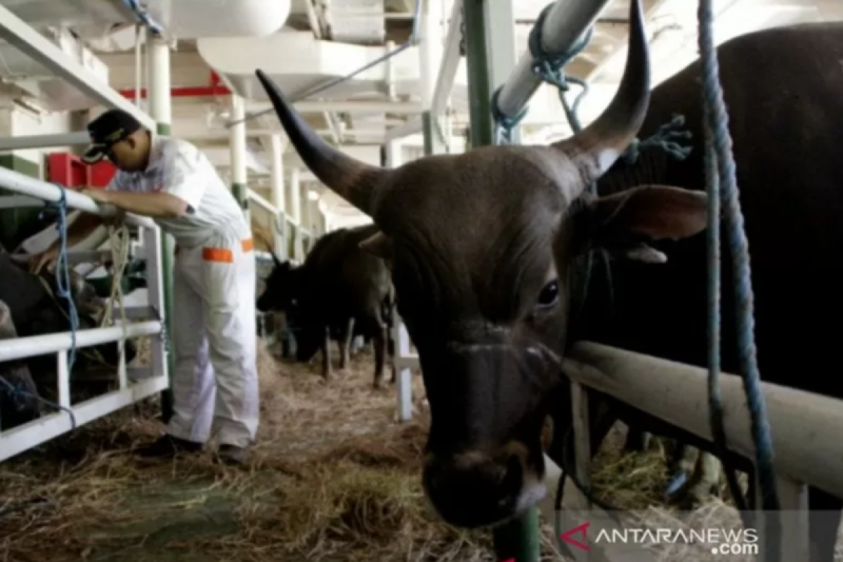 BI gandeng Pemprov NTT siapkan ekosistem peternakan sapi