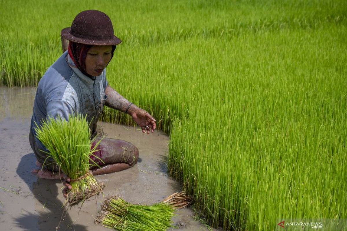 G20: SOEs' key role in supporting agenda of food resilience
