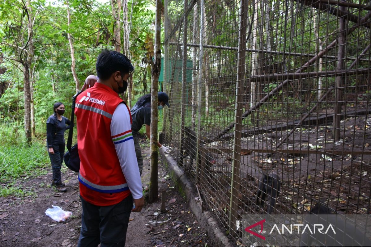 Konservasi monyet Yaki PGE Lahendong raih Indonesia Green Award 2022