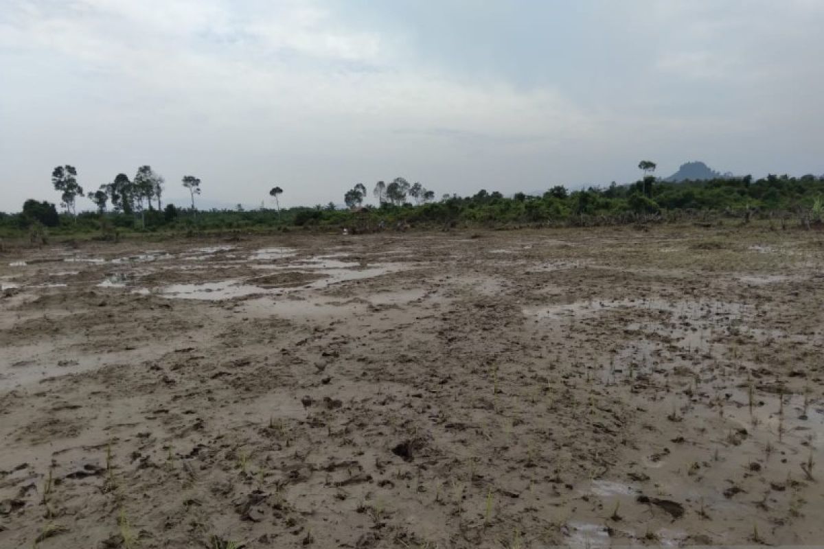 Tiga hektare padi sawah petani di Tapsel puso