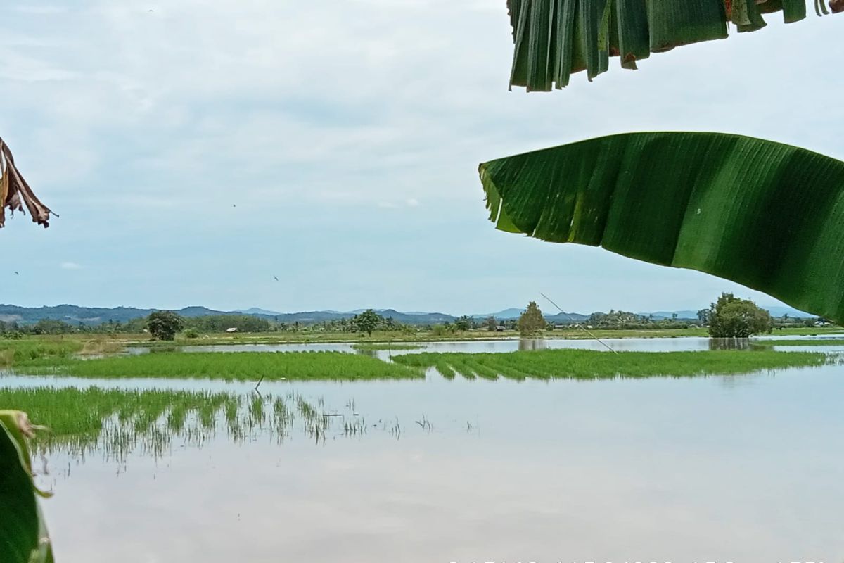 Ratusan hektar padi di Tapin terancam rusak karena banjir