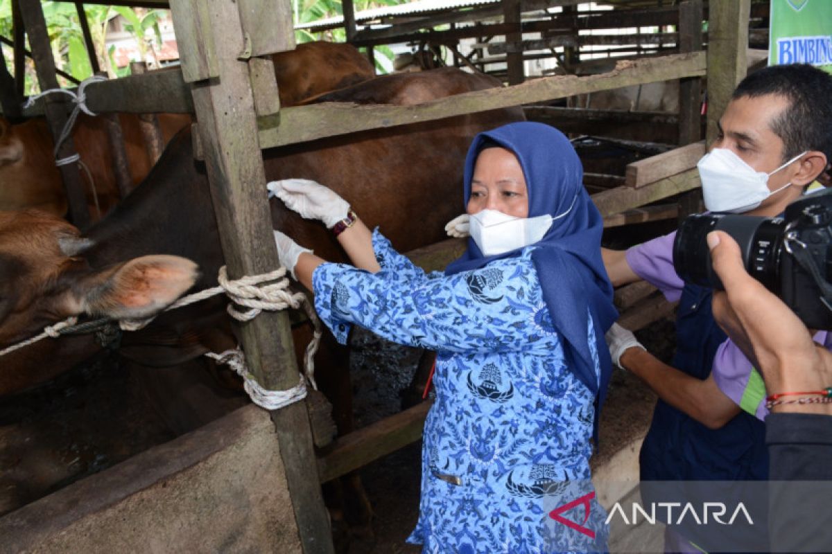 Ini upaya Indonesia bendung penyakit LSD pada sapi