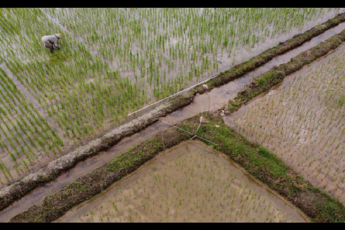 BPTP Aceh targetkan produksi 17 ton benih padi bersertifikat pada 2022