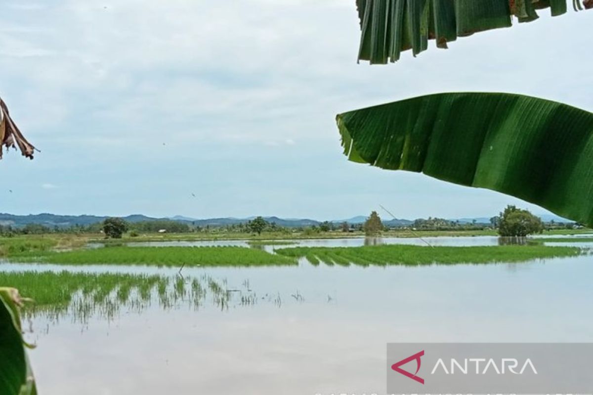 Tapin's hundreds hectares of paddy fields submerged by flood