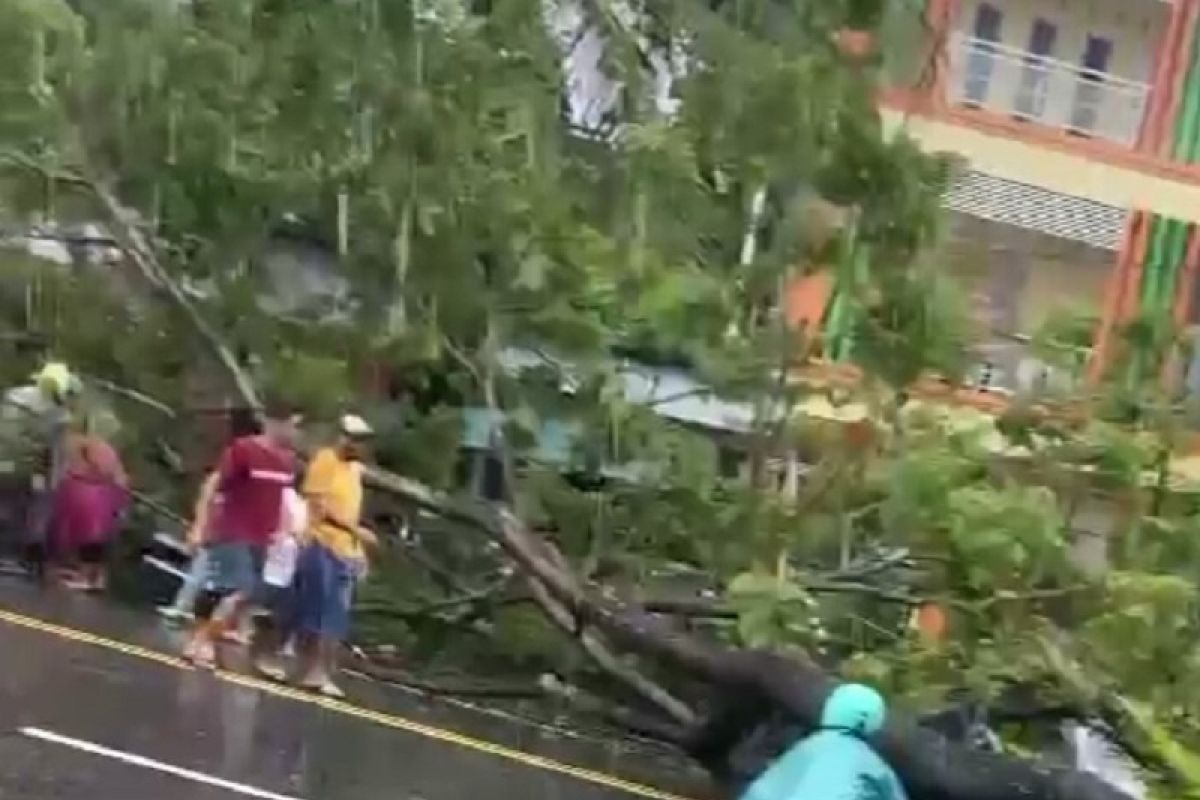 Empat warga terluka karena tertimpa pohon tumbang di Ambon, begini kronologinya