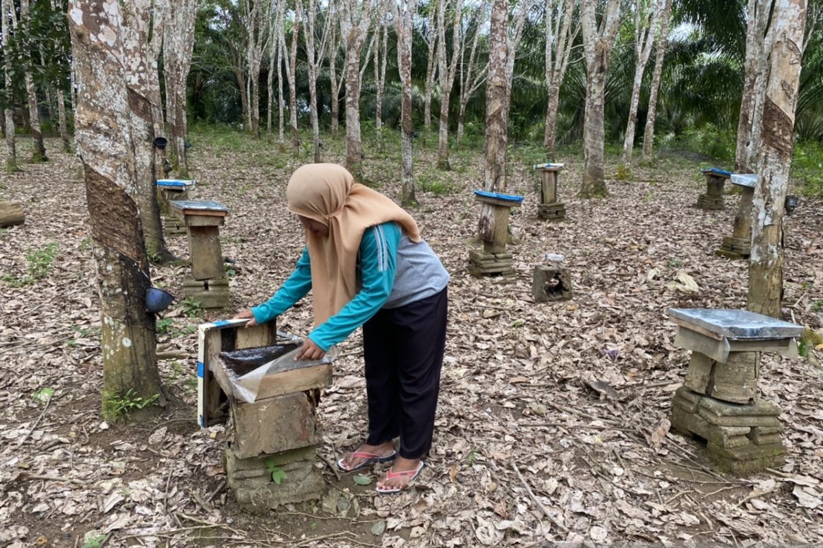 Sweetening Rantau Atas villagers' livelihoods with honey