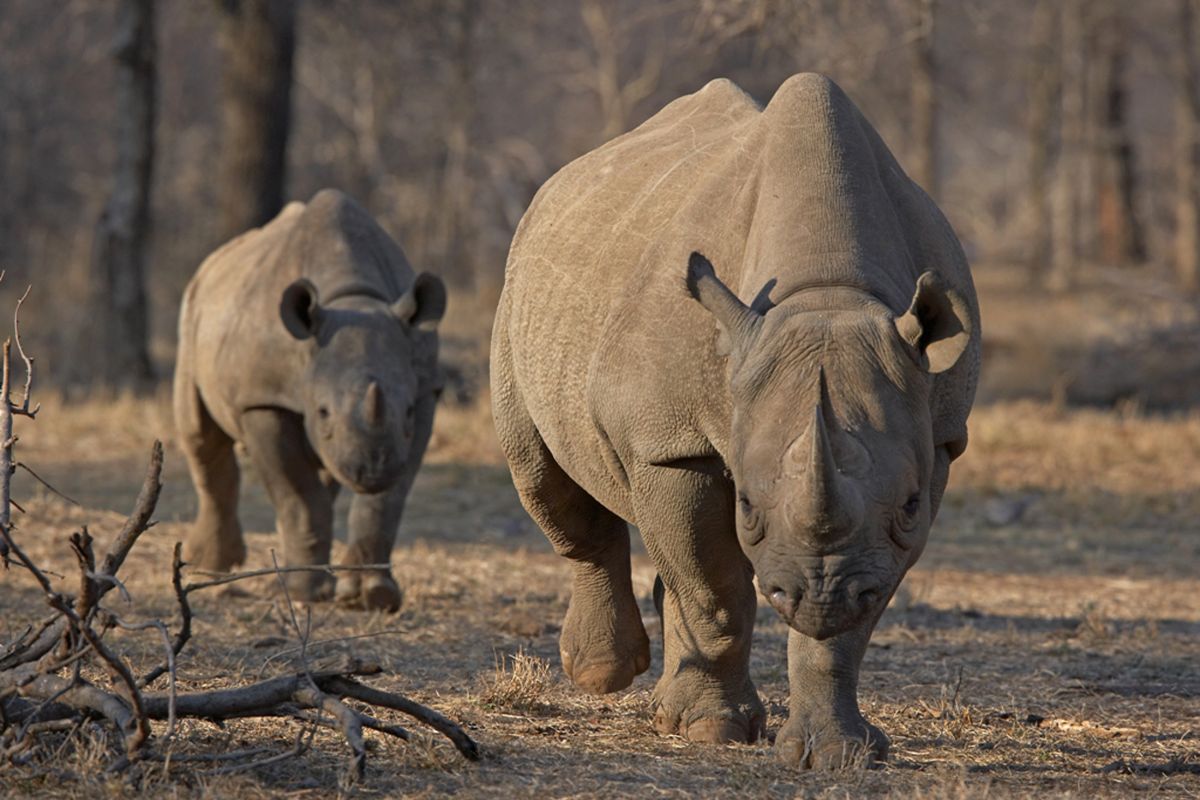 Badak hitam berusia 43 tahun mati di Taman Nasional Serengeti Tanzania