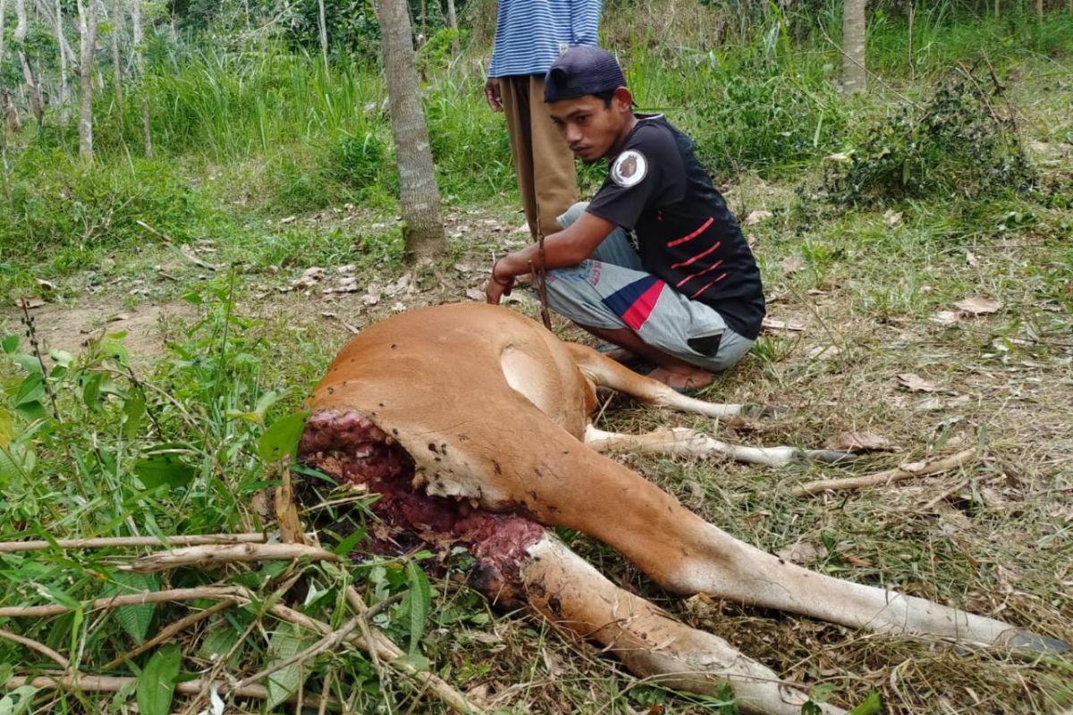 Seekor sapi milik warga Mekar Sari mati diterkam harimau