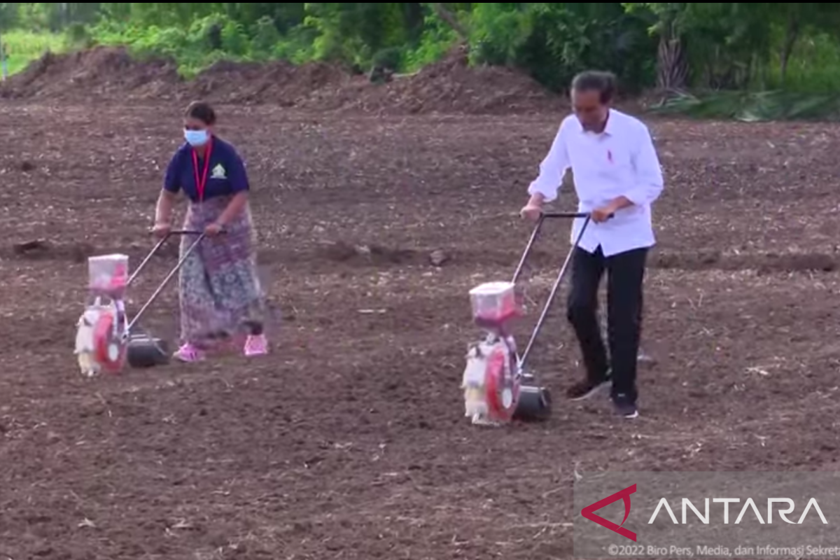 Hope new cornfields in NTT continue to expand: Jokowi