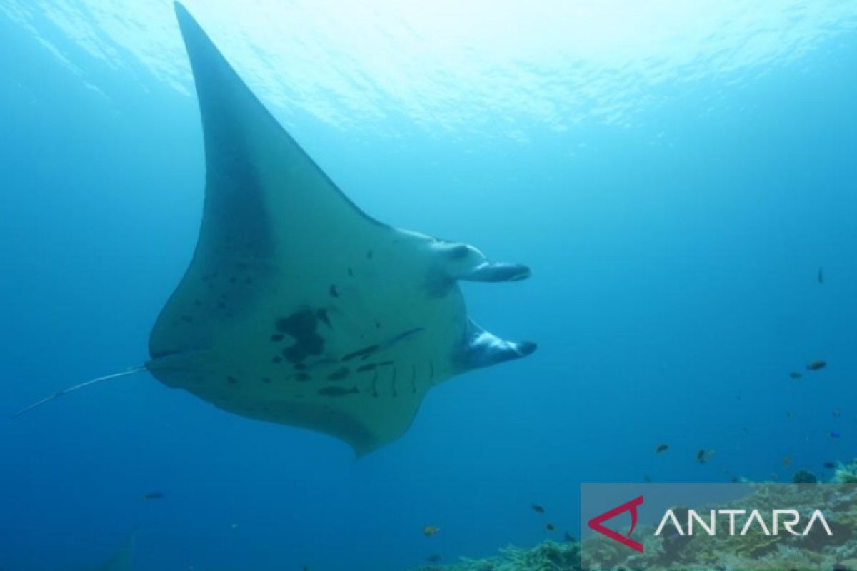 Raja Ampat, "rumah" ikan pari terbesar di dunia