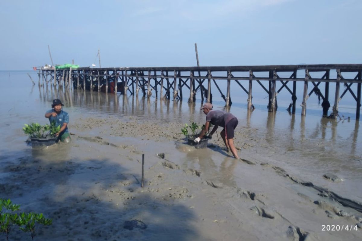 Askrindo raih Indonesia Green Award untuk program konservasi mangrove