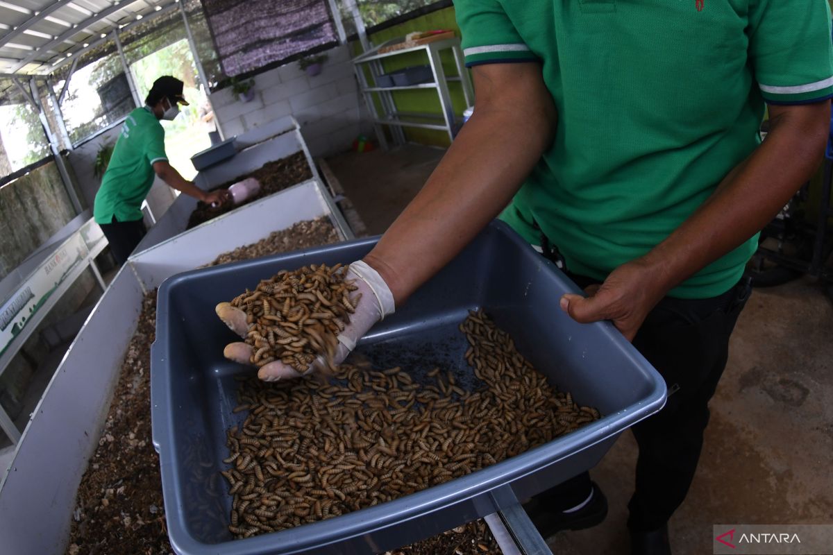 Anies: Penggiat maggot mampu ciptakan lapangan kerja