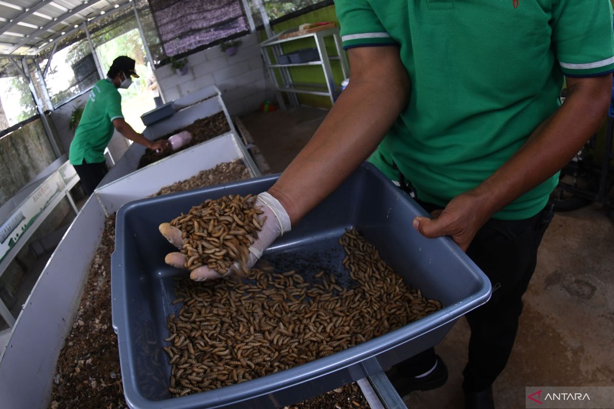 Pemkot Jaksel ajarkan budi daya maggot guna kurangi sampah