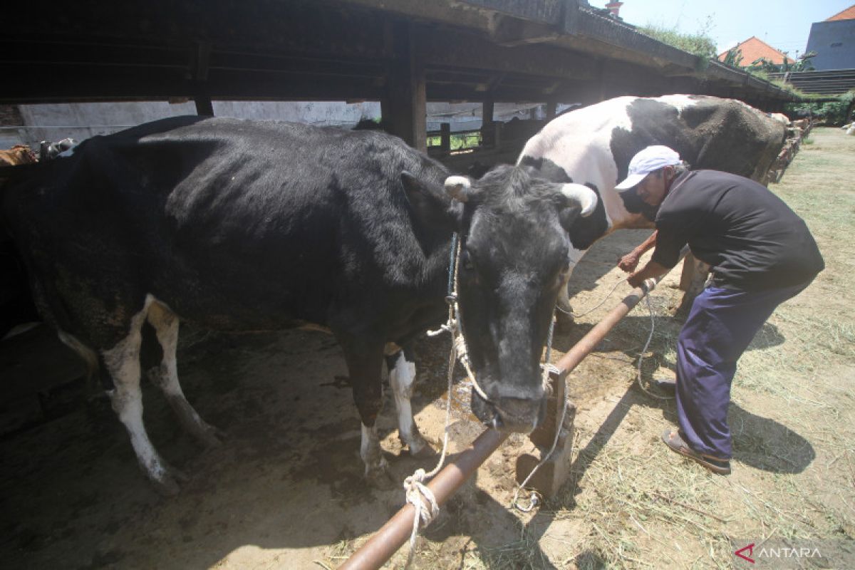 Stok sapi Pekanbaru menipis dampak distributor Lampung tutup pengiriman