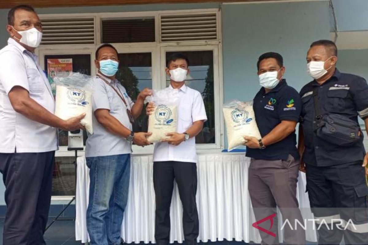 PT Timah memborong beras petani Tebing Bangka Barat
