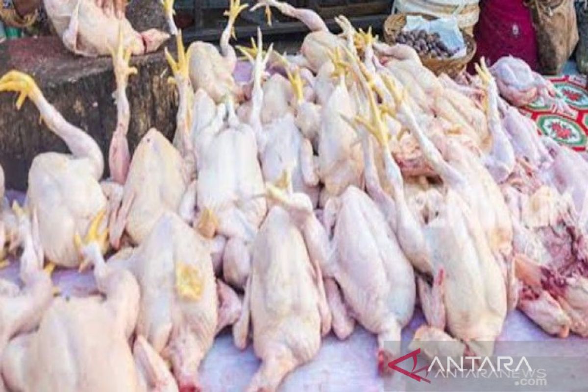 Harga daging ayam ras di Medan bertahan mahal