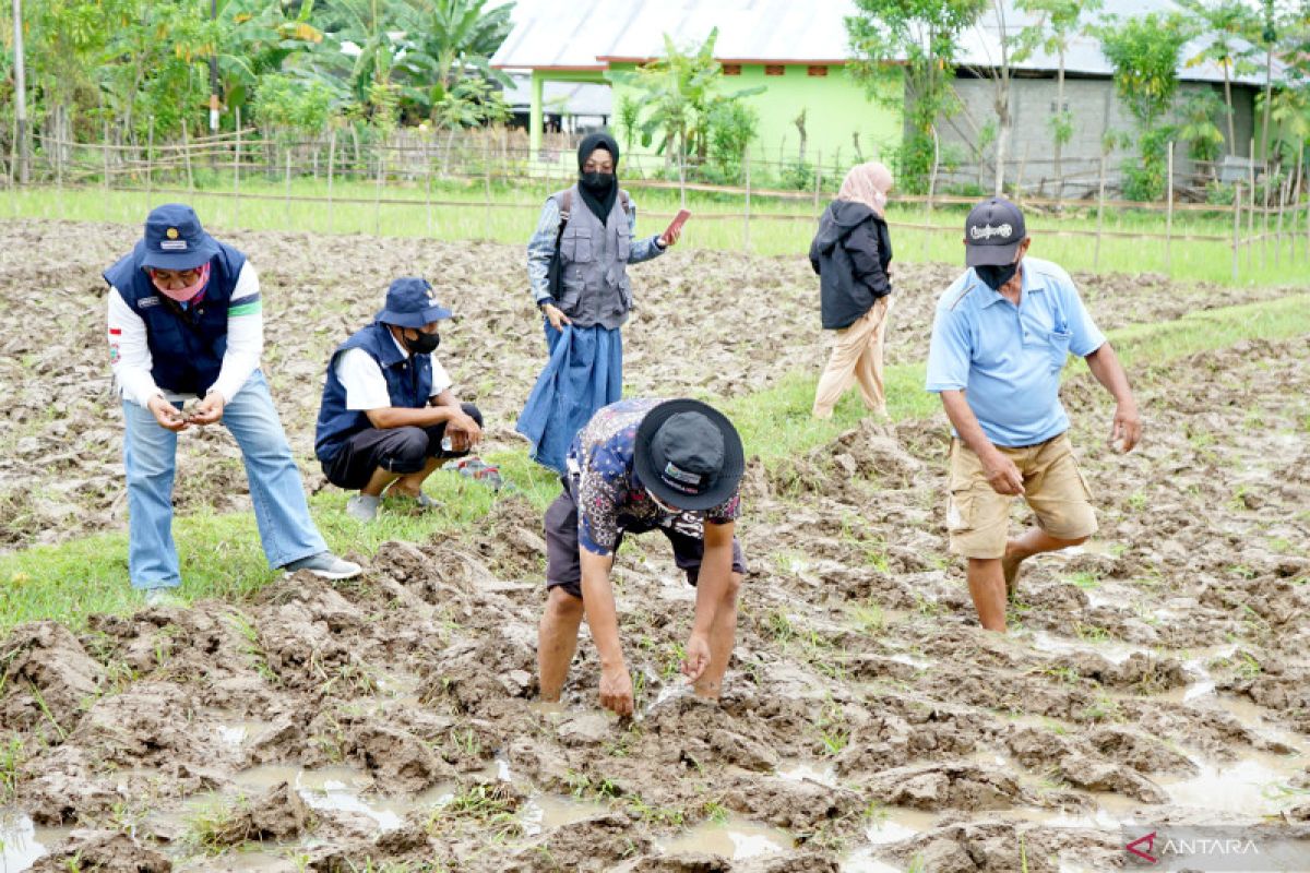 Balintan Gorontalo latih petani terapkan tanaman sehat komoditas padi
