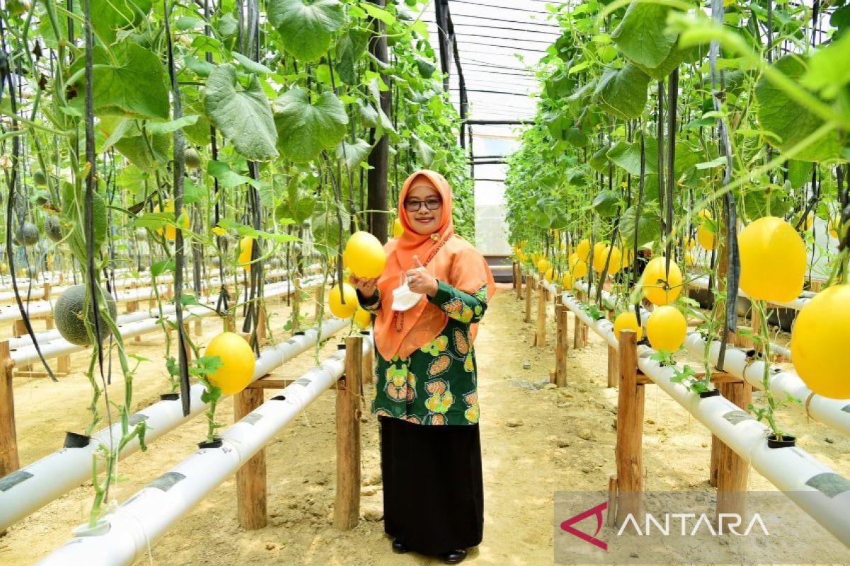 PKK Kendari ajak masyarakat manfaatkan pekarangan tanam sayuran