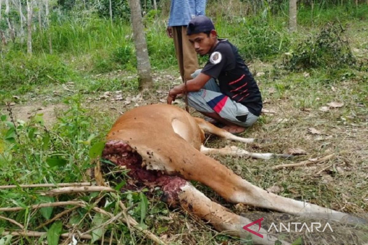 BKSDA Jambi pasang kamera perangkap tangkap harimau pemangsa hewan