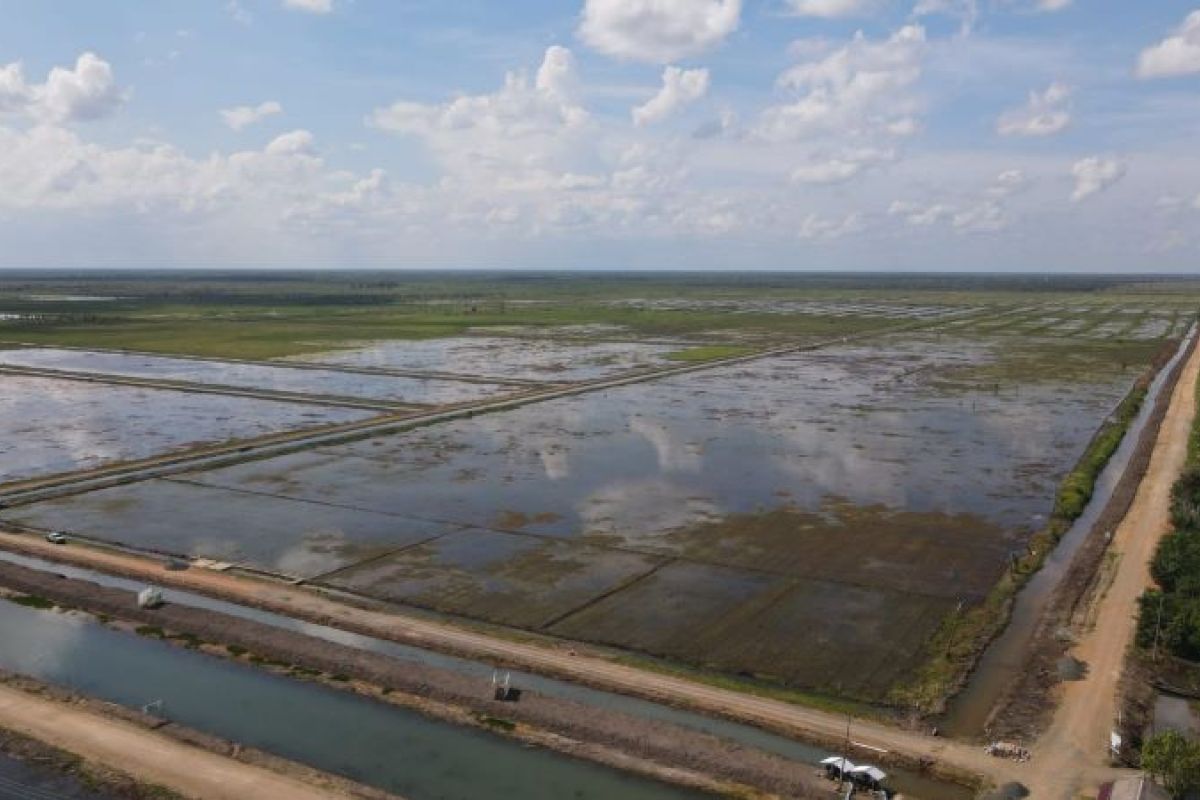 "Food estate" dinilai mampu penuhi kebutuhan jangka panjang