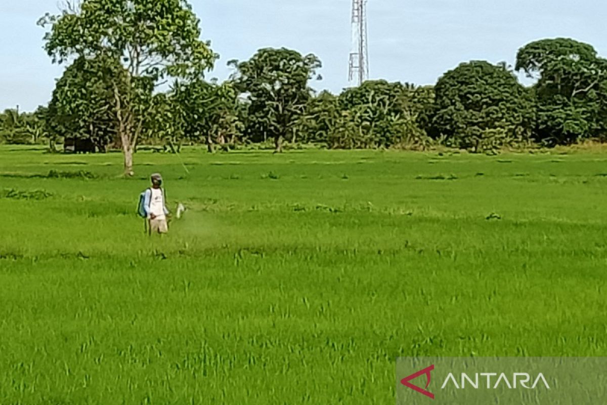 Kementerian Pertanian kembangkan food estate di Penajam songsong IKN