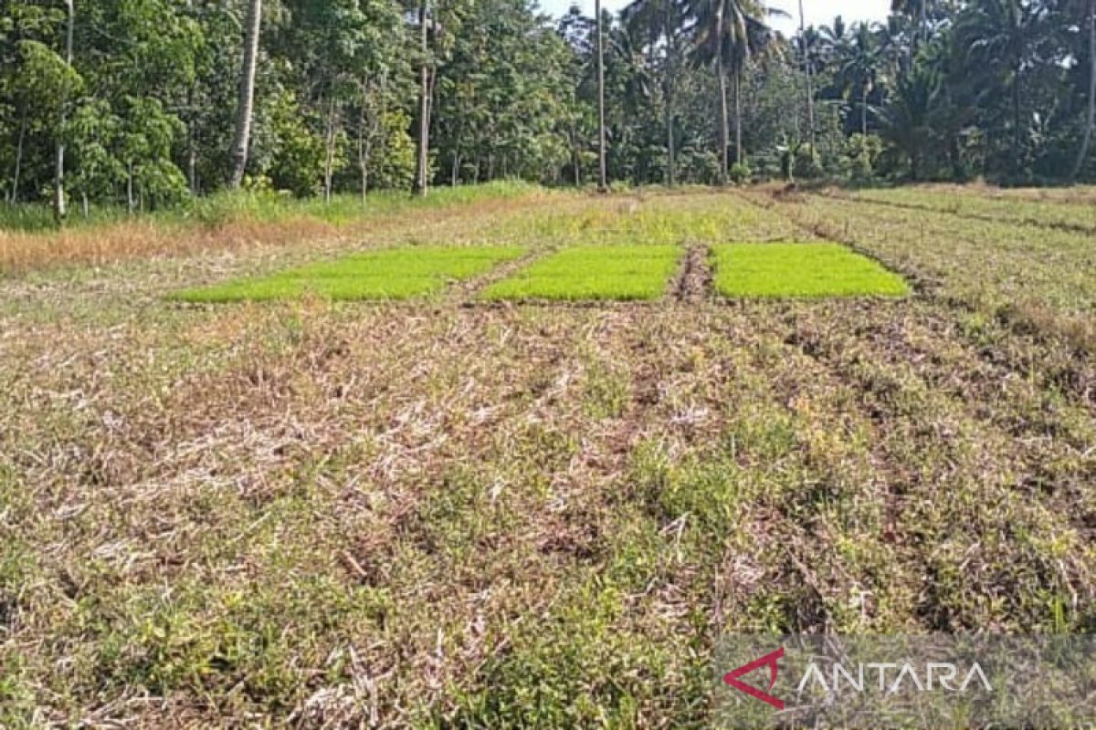 Kelompok tani Tapsel mulai resah sawah mereka mengalami kekeringan