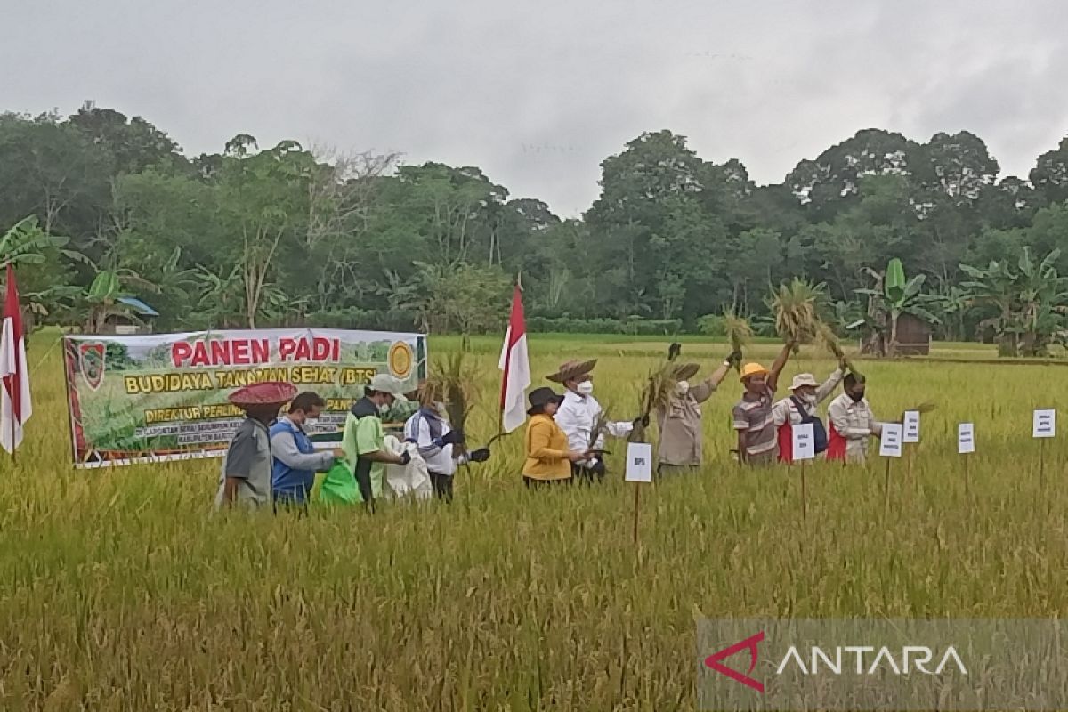 Kementan alokasikan 500 hektare lahan budi daya tanaman sehat di Bartim