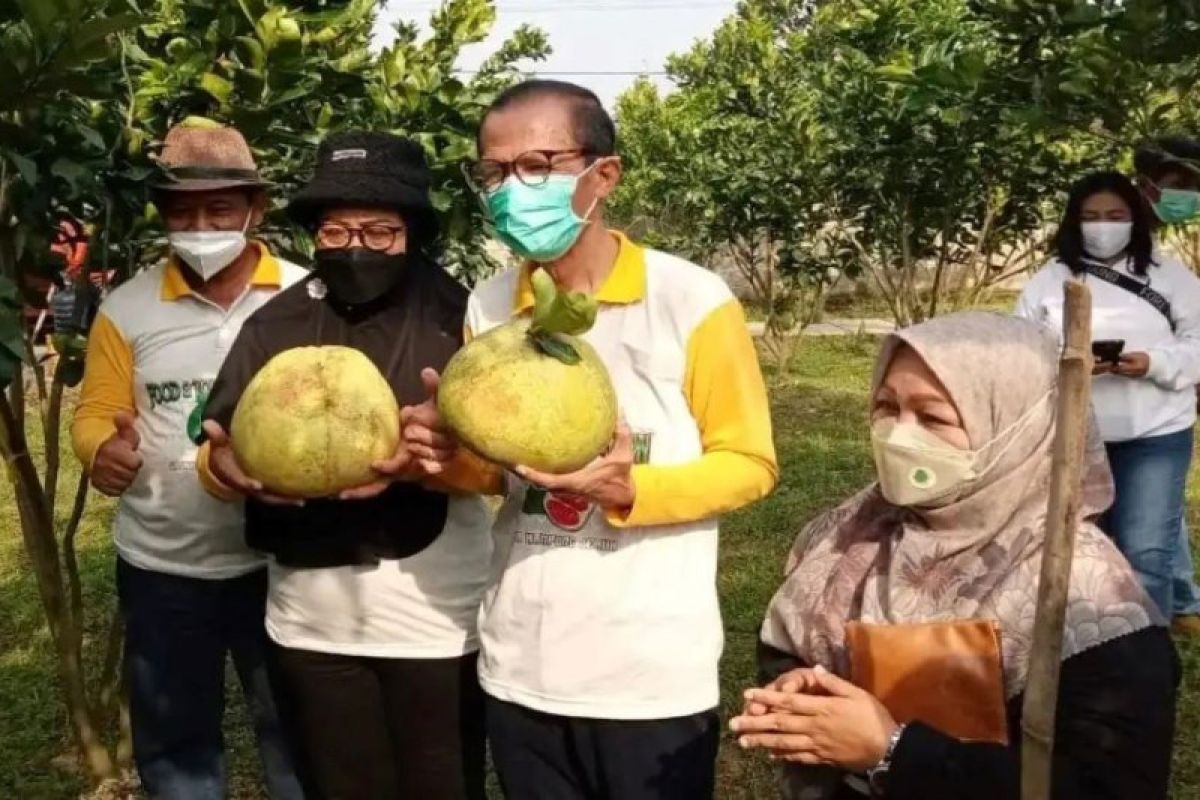 Pemkab Magetan dukung pengembangan wisata kebun jeruk pamelo.