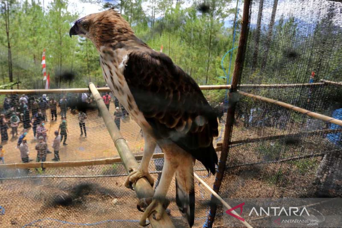 Polisi ringkus dua penjual burung dilindungi