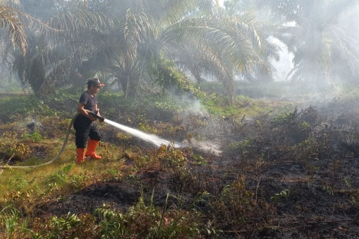 2,5 hektare sawit di Agam terbakar