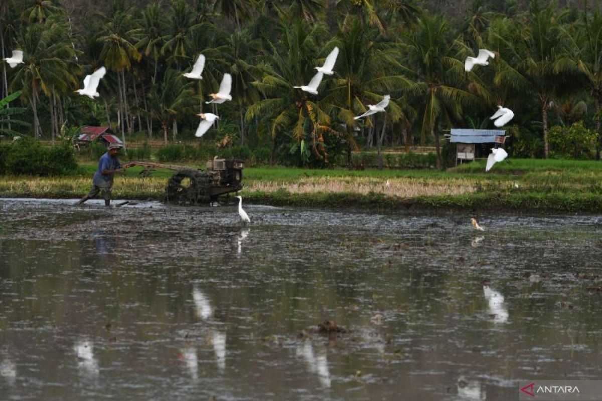 Pemprov Sulteng  dorong petani tingkatkan produksi pangan lewat IP400