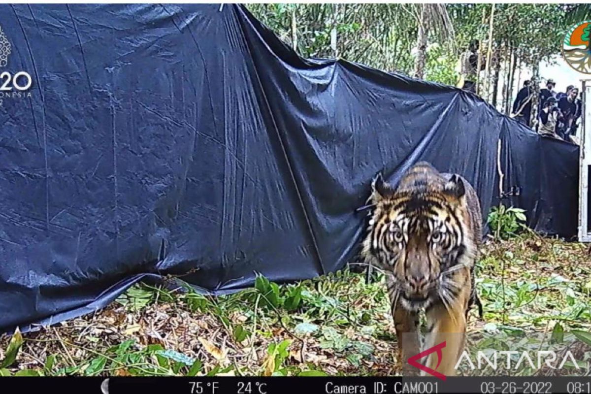 Harimau sumatera Lanustika dilepas di kawasan konservasi Riau