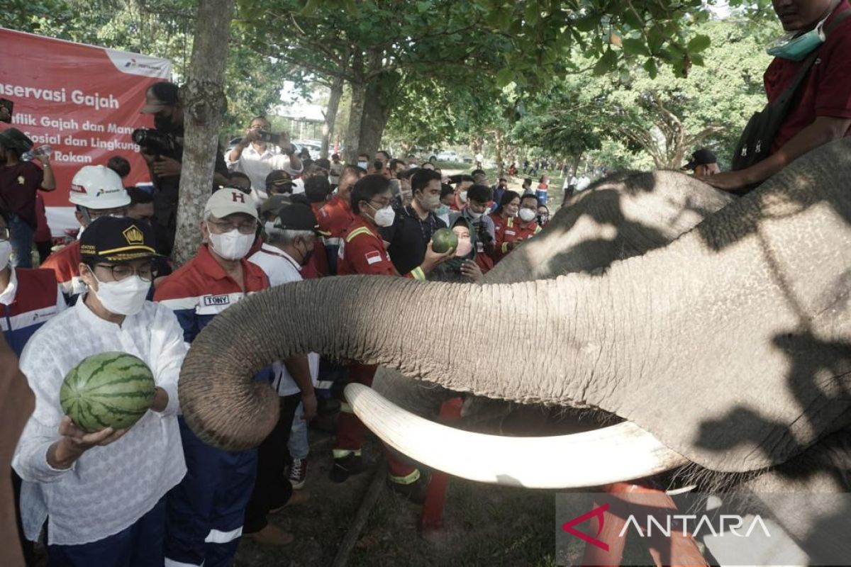 Sri Mulyani apresiasi konservasi gajah binaan Pertamina Hulu Rokan