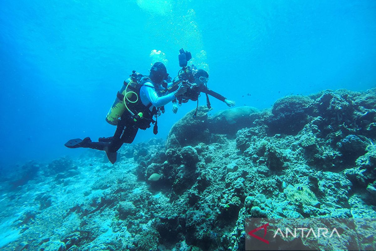 Wisata selam Ambon mulai menggeliat karena kemudahan syarat berpergian, tingkatkan kunjungan wisatawan