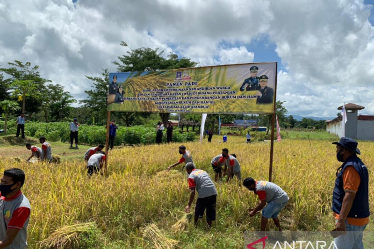 Lapas Atambua panen 4,5 ton gabah kering dari hasil warga binaan