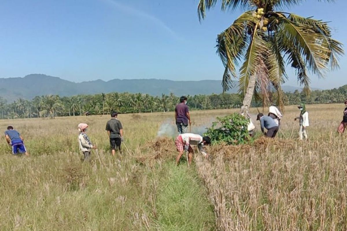 Petani Batang Angkola tangkap mati ratusan hama tikus