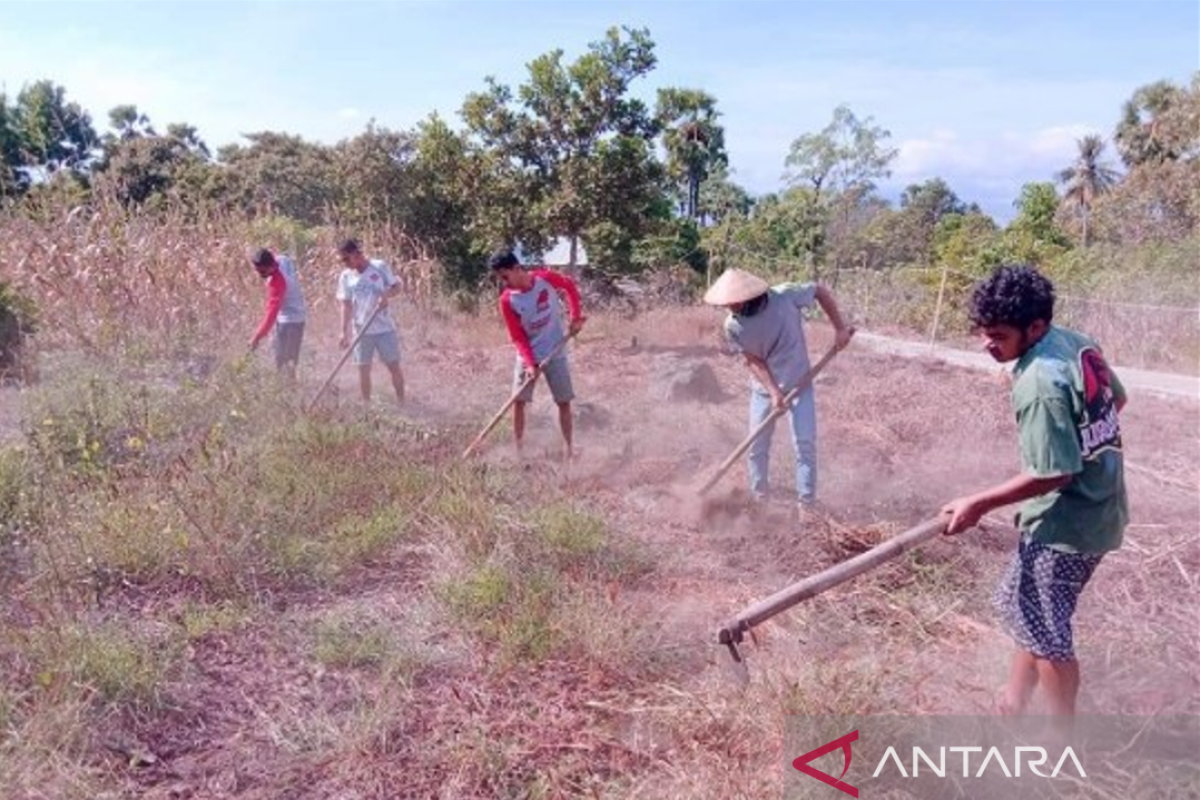 Merawat tradisi Gemohing untuk kemandirian ekonomi petani di Adonara