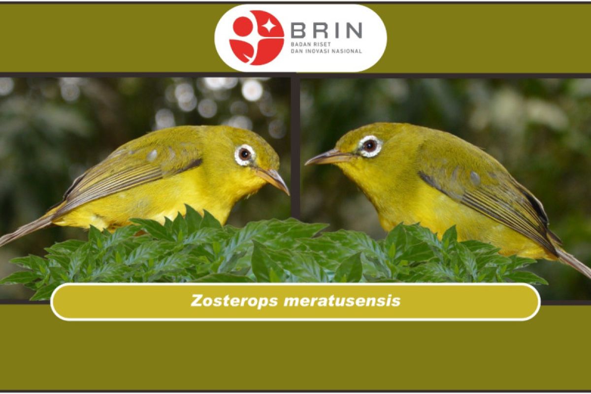 BRIN identifikasi dua spesies burung baru di Kalimantan Tenggara