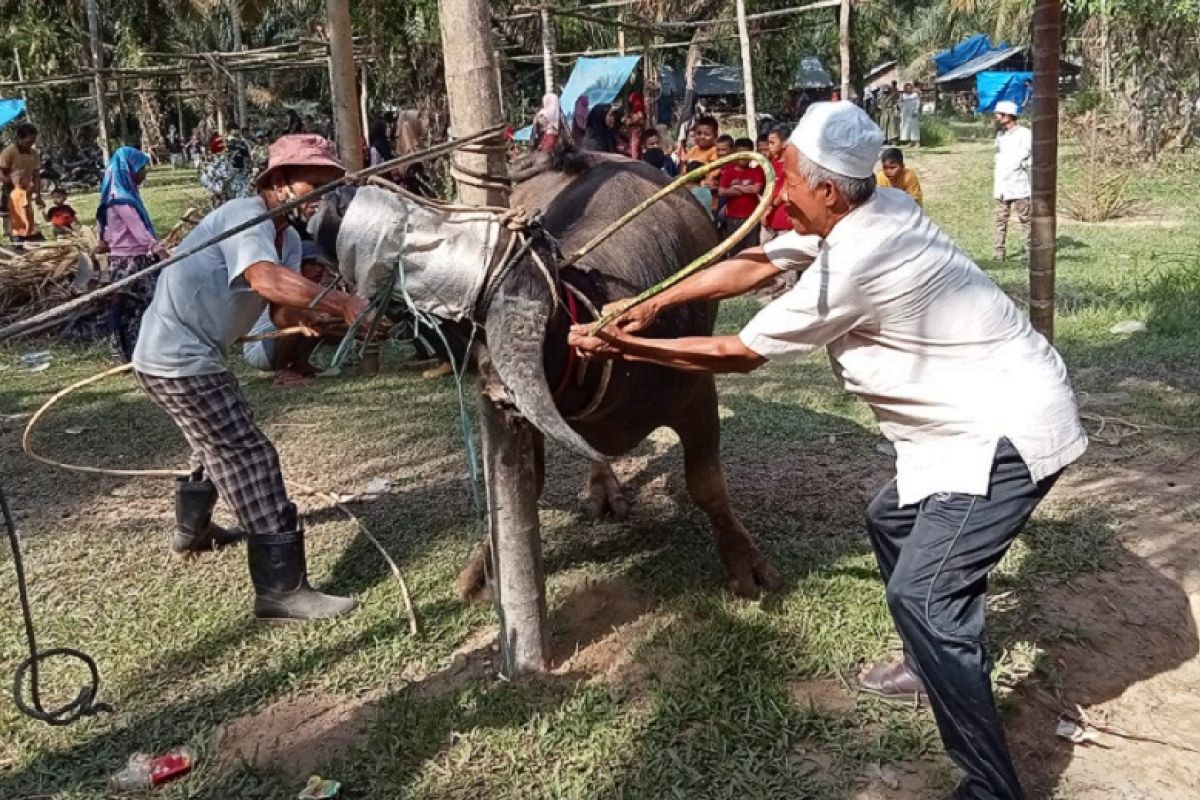 Jelang Ramadhan, tradisi "Bantai Adat" di Merangin sembelih kerbau