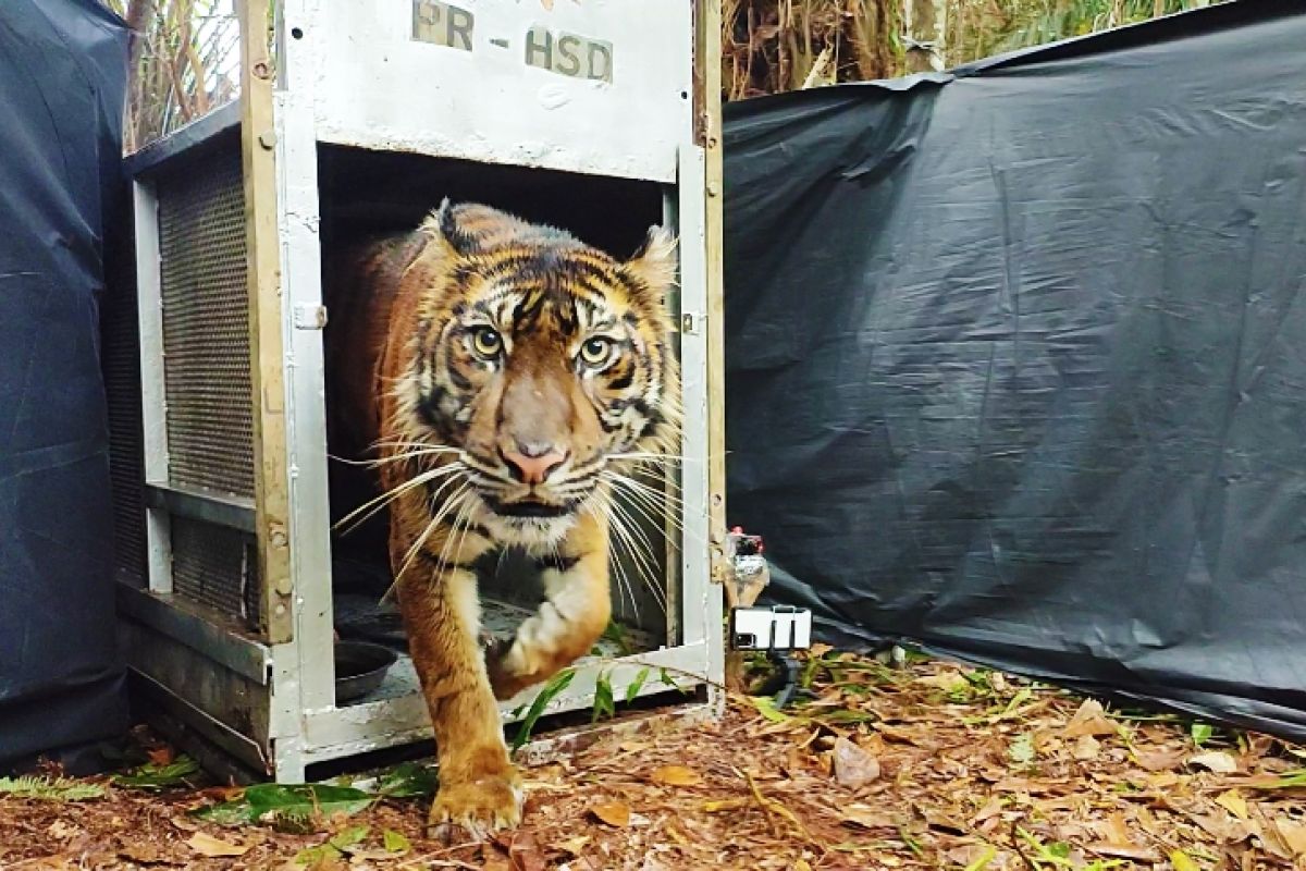Harimau Sumatera yang kehilangan kampung halaman