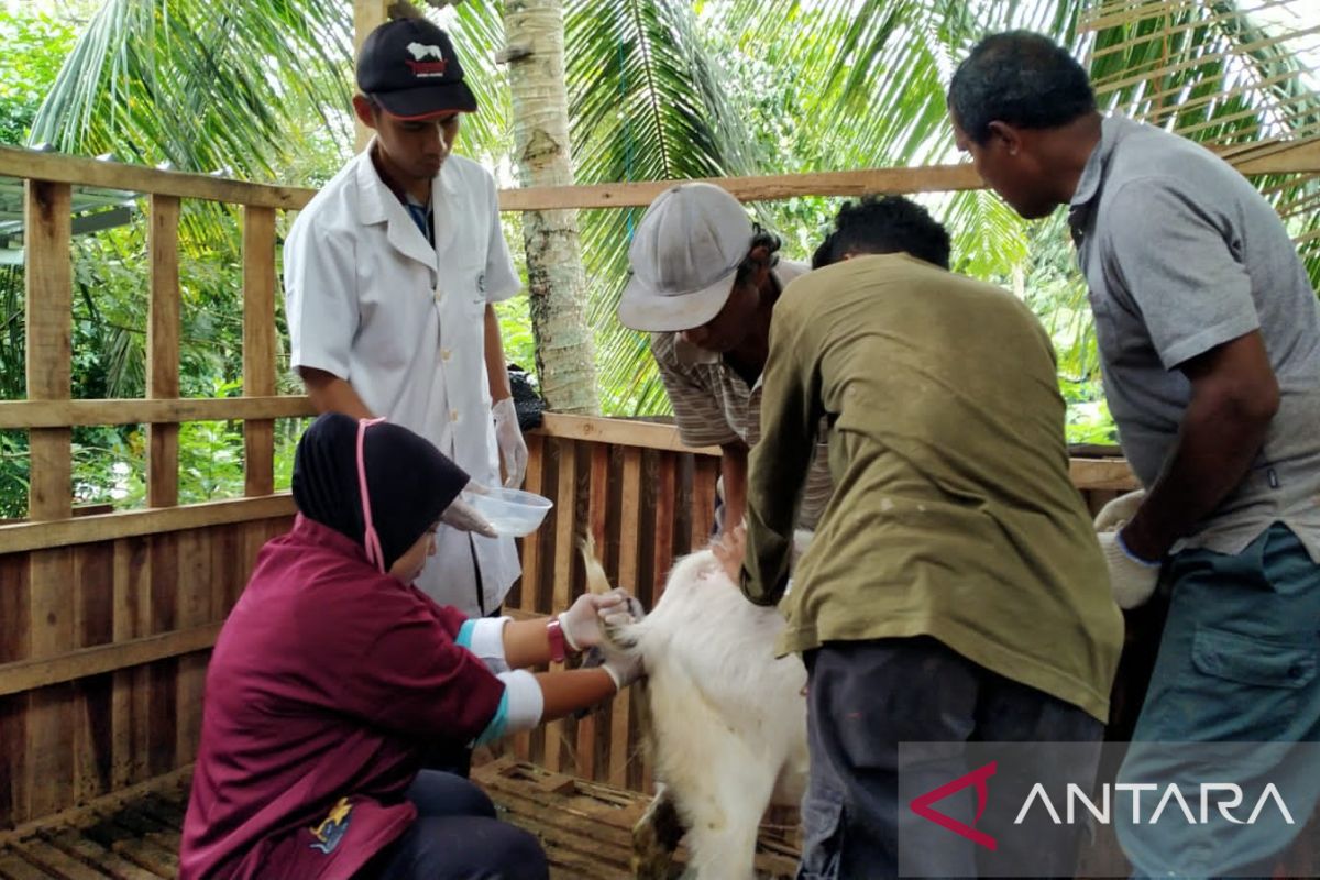 Puskeswan Pandeglang targetkan pelayanan kesehatan hewan 1.580 ekor ternak