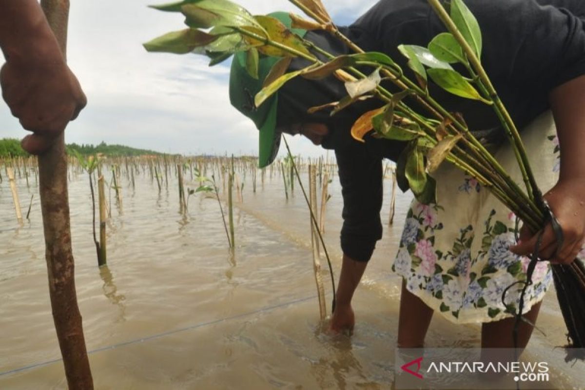 Balai TNKT Sulteng pulihkan lima persen hutan bakau terdegradasi