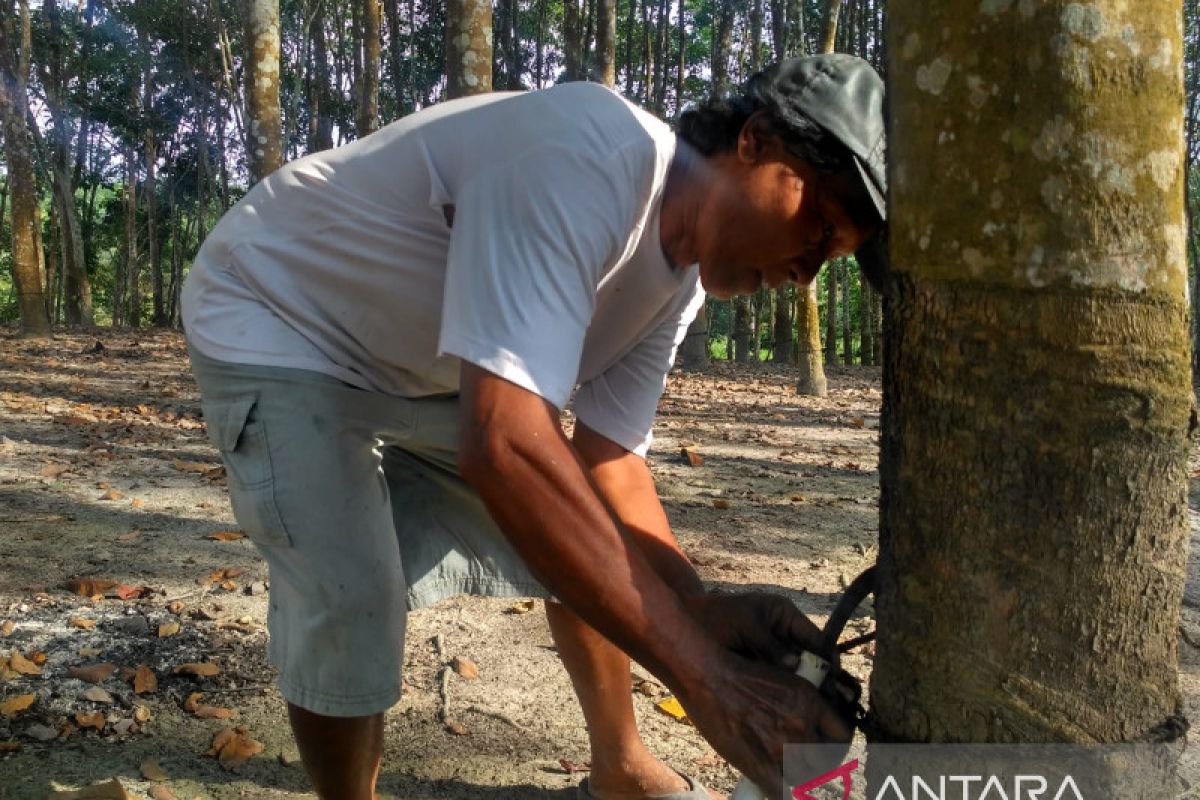 Petani Bengkulu terima bantuan pembeku karet dari Kementan