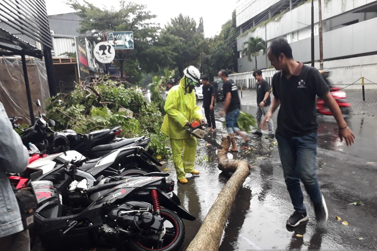 Sejumlah kendaraan penyok-penyok kena pohon tumbang