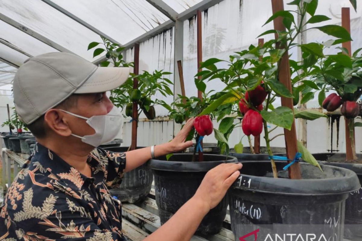 Peneliti USK Banda Aceh kembangkan tanaman paprika mikoriza daerah tropis