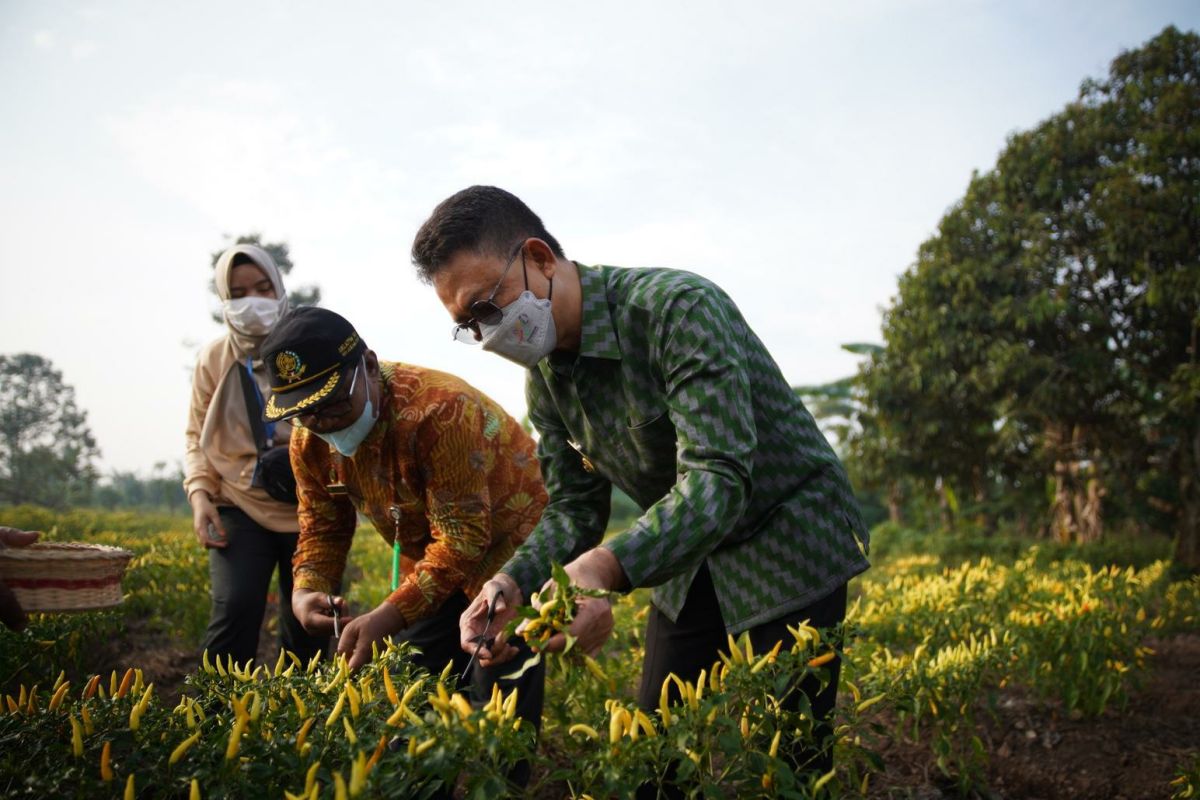 Edi Kamtono kampanye tanam cabai di pekarangan