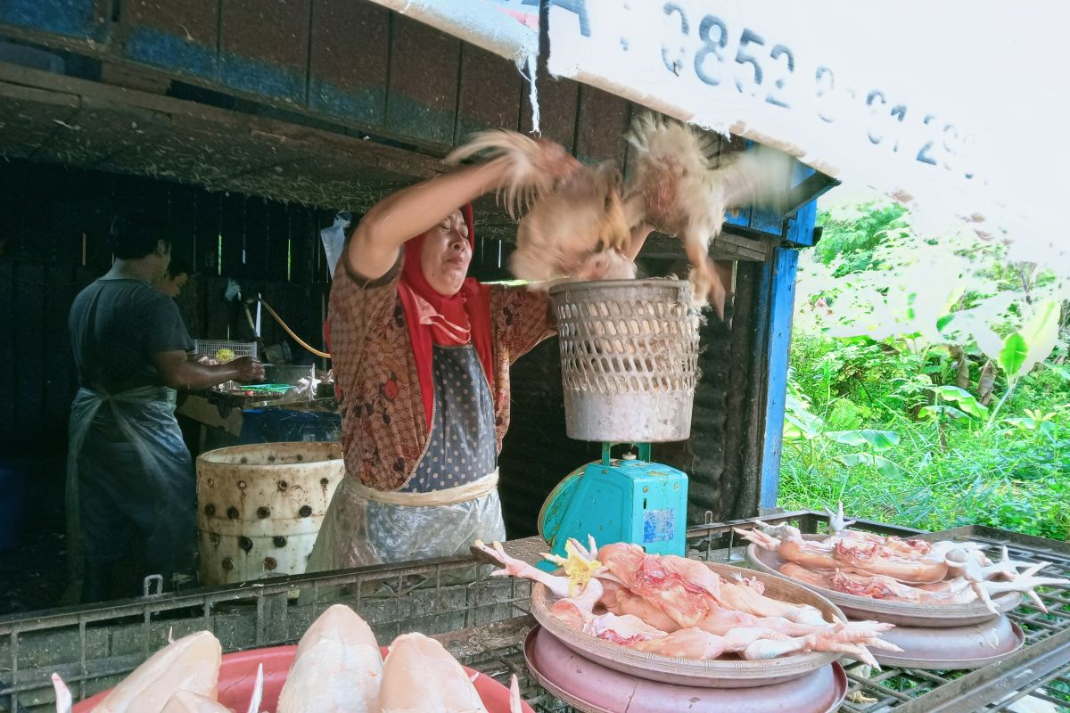 Harga daging ayam di Pekanbaru tembus Rp35.000 per kg