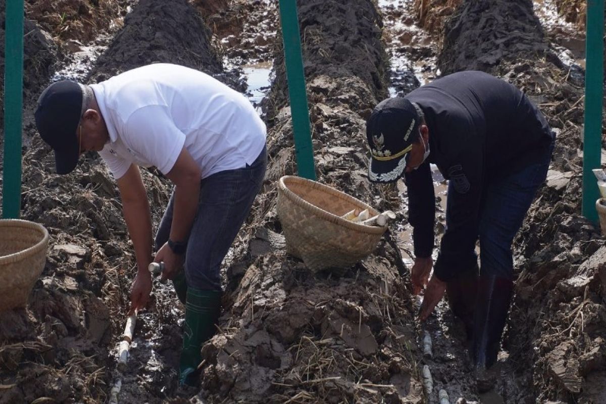 Pemkab Batang siapkan proyek percontohan pengembangan tebu 64,7 hektare