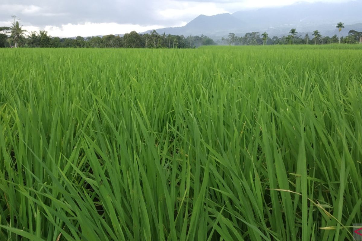 Musim kemarau, sebahagian wilayah Tanah Datar kekeringan dan terancam gagal panen