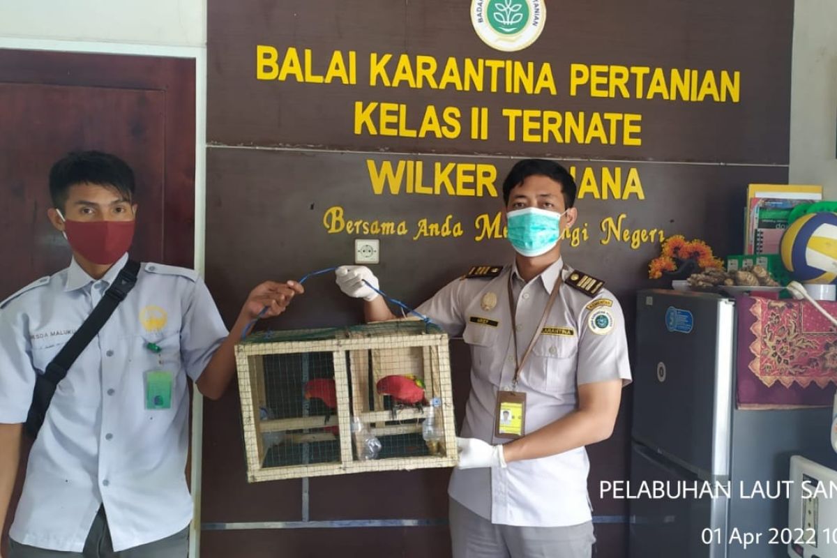 Petugas Karantina Ternate amankan tiga Nuri Kasturi, tegakkan aturan